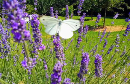 Corte Stellata Holiday Apartments - Photo 19