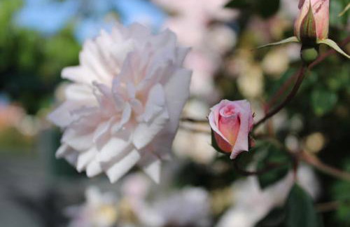 Casa da Ponta - Foto 5