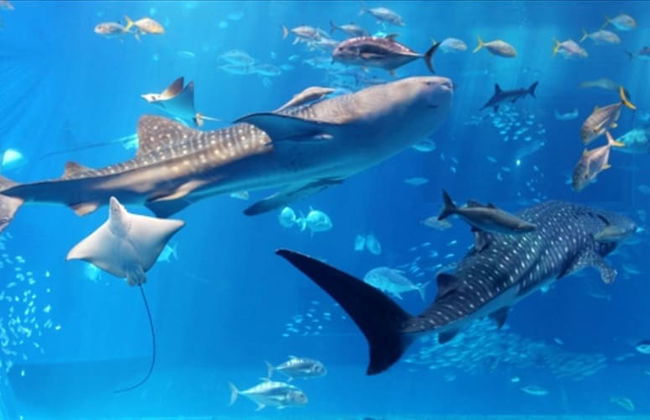 Cottage Seawind NAKIJIN - Foto 25