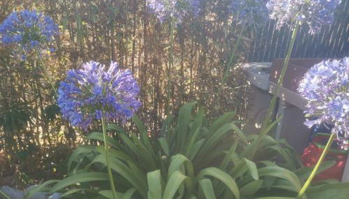 Studio Camille - Foto 2, Garden