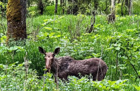 The Pines- Your Luxury Wallace Adventure Base - Foto 31