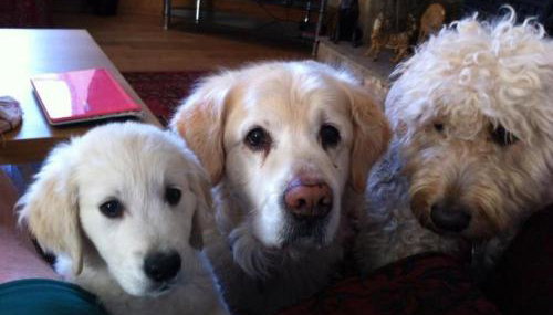 Holywell Grange Farm - Foto 4