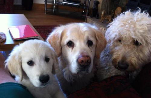 Holywell Grange Farm - Foto 4