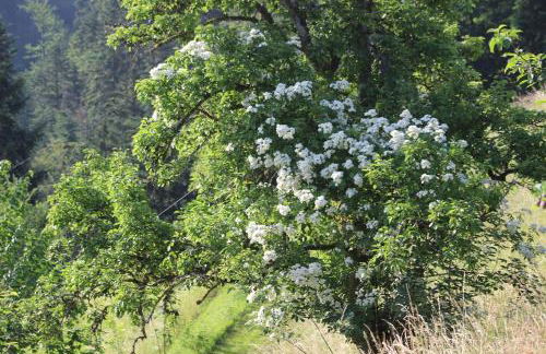 The Moosbach Garden - Foto 52