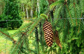 Domek w Lesie Bory Tucholskie - Foto 11
