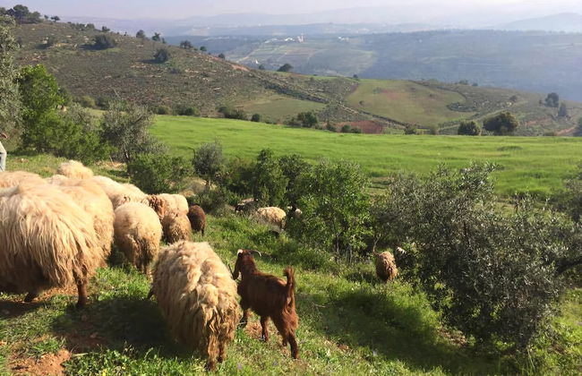 Dibeen Eco Farm House - Foto 25