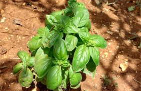 All'ombra dell'ulivo - Foto 20