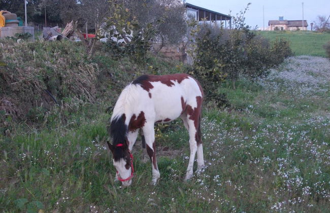 AgriturCostabaira - Foto 40