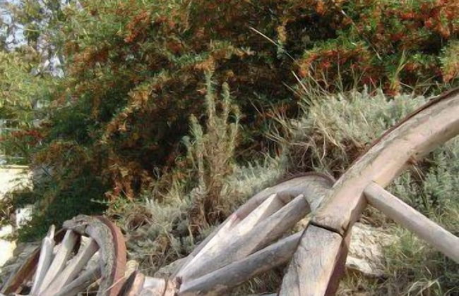 La Vecchia Fattoria - Foto 44