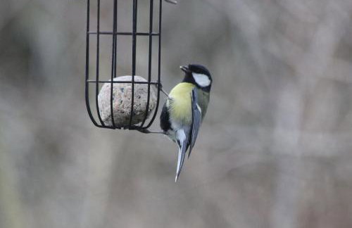 The Old Reading Room - Photo 23