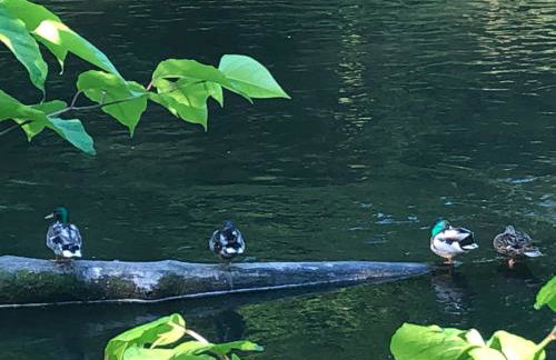 Gartenblick - Foto 54