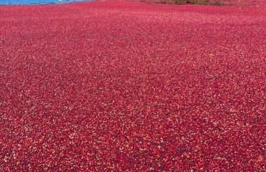 A Cozy Cape house steps to Restaurants & Beaches ~1.4 miles down scenic roads - Foto 53