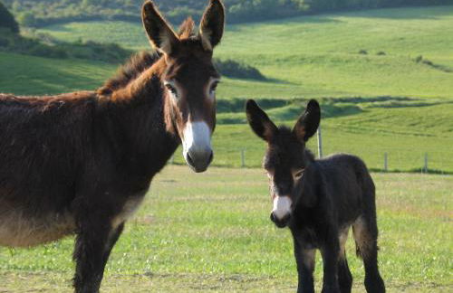 Casa Rural Basaula - Foto 32