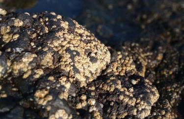 Lazy Lizard by the Ocean - Foto 44