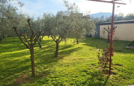 Αυλή της Ελιάς - Foto 25