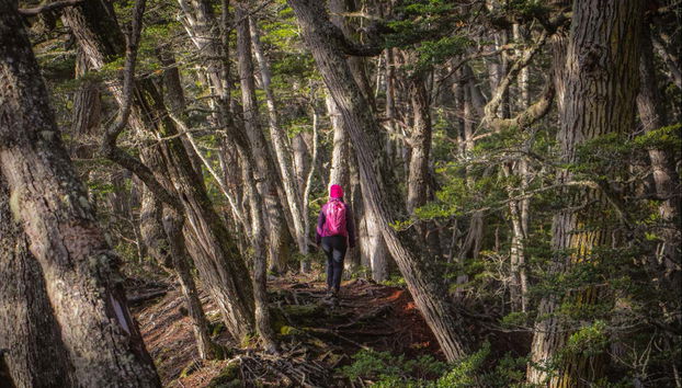 Trilha pelos bosques mais meridionais do mundo