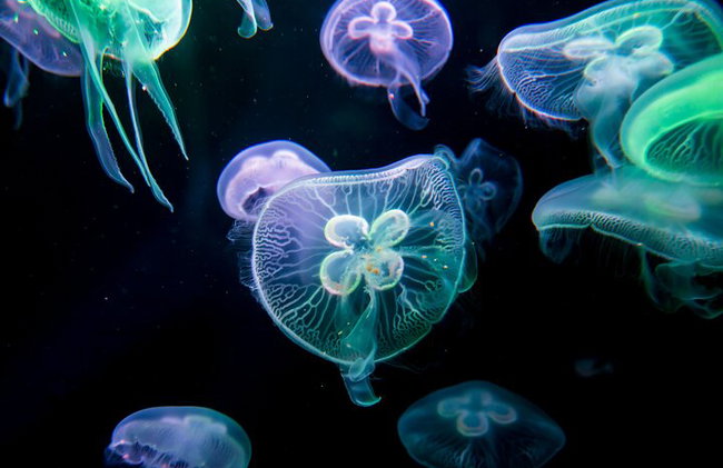 Alanya : Entrada al acuario de Antalya con traslado opcional - Foto 6