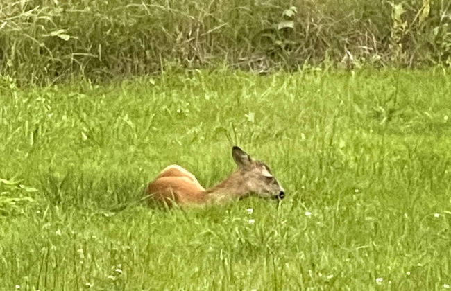 5 Star Holiday Home in Asnaes - Foto 18