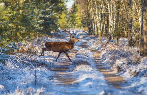 Ferienhaus Waitzdorfer Zinne - Foto 20