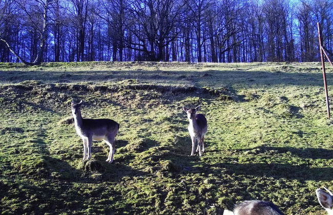 Ferienwohnungen Hees - Photo 10