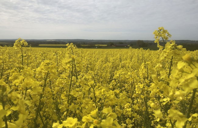 Roslövs gård B&B - Foto 24