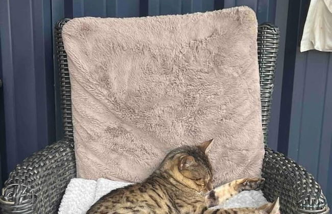 Cute and Cosy Shepard hut With Wood Fuel hot tub - Foto 20