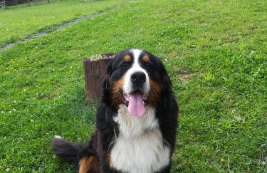 Grebengradska Medna Hiža - Foto 56