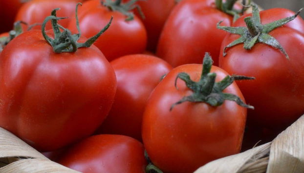 Visita a una plantación de tomates