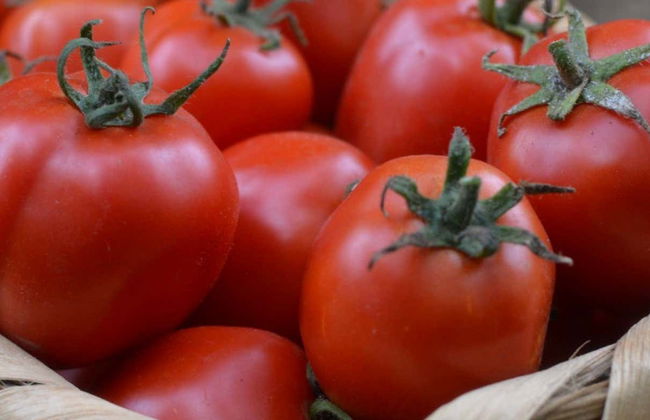 Visita a una plantación de tomates - Foto 4