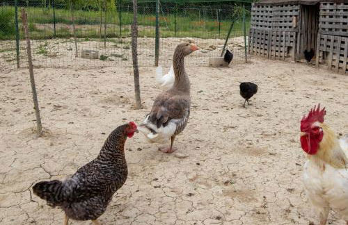 Casale Rancaglia - Foto 68