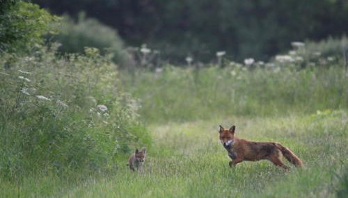 Hook Farm Cottages - Foto 4