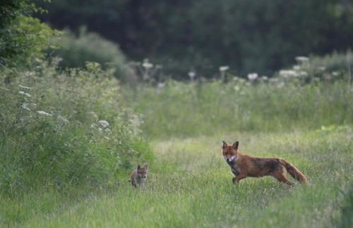 Hook Farm Cottages - Foto 4