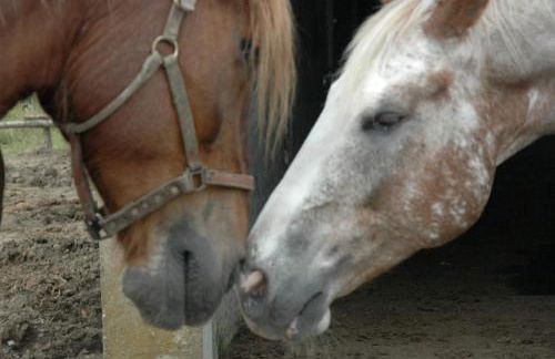 Agriturismo Le Roghete - Foto 69