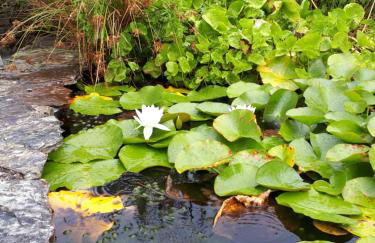 Little Trewin - Foto 9