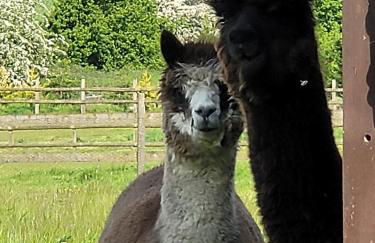 Willow Cottage in idyllic location - Foto 9