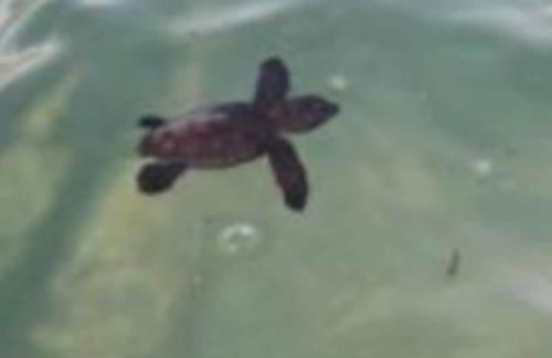 Villa Nicole - LUMINOSO APPARTAMENTO - Foto 37