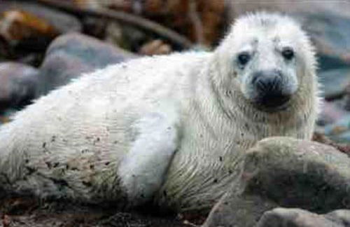 Charming coastal cottage - pet friendly! - Photo 32