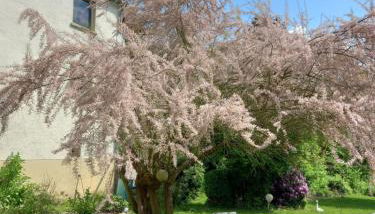 Sylvias Burgblick - Foto 3, Garden, Garden view