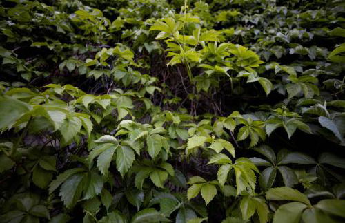 Parco Statella - Foto 65