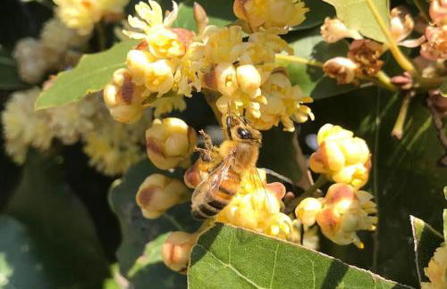 Agriturismo Il Sorbino - Appartamento da Cocca - Foto 25