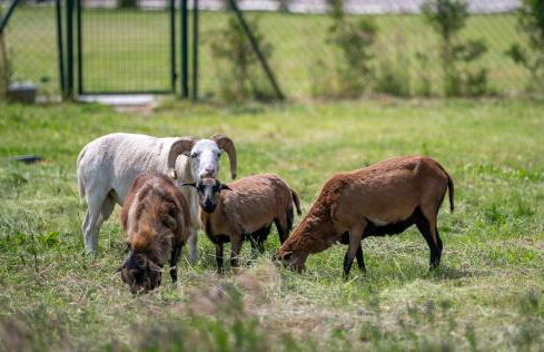 Porzeczkowe domki - Foto 36