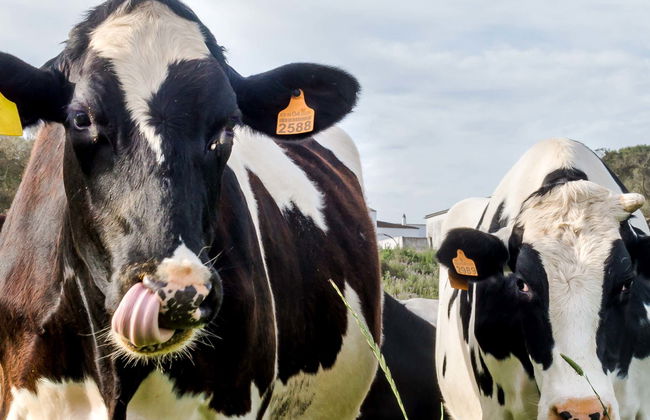 Visita a la quesería Subaida - Foto 1