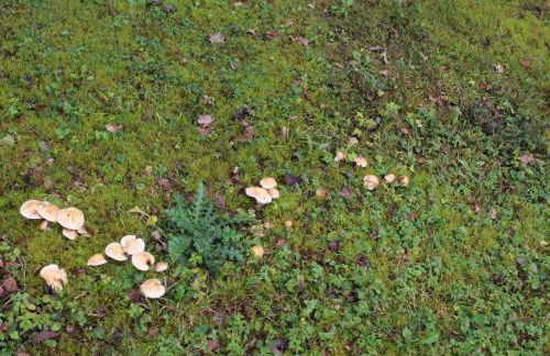 Haus Haase - Foto 19