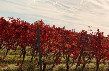 The Hampton Hock's - Wellness & Wine - Foto 78