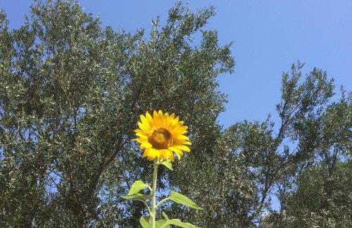 Meltemi Studios and Apartments - Photo 35