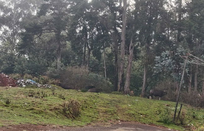 Bon Sejour Ooty Hill View Resort & Hotel - Foto 36