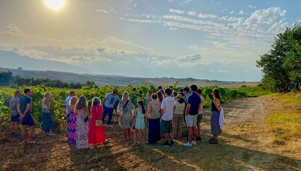 Découvrez les vignobles d'Alcamo