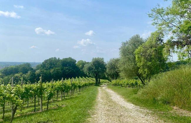 Premium Private Prosecco Hills Tour - 2 Cantine. Tour privato. - Foto 39