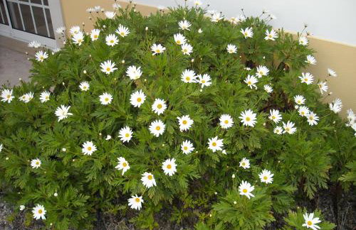 Villa Casa Dina - Foto 36