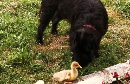 Kleine einzigartige Ferienwohnung auf dem Bauernhof, direkt in der Natur mit Blick auf Schloss Braunfels - Foto 41
